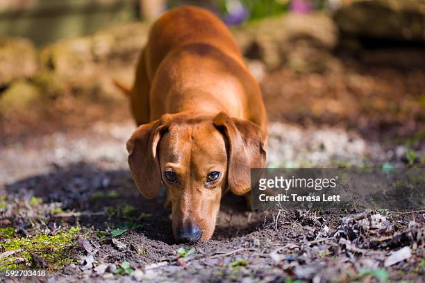 dog sniffing dirt - brown dog stock pictures, royalty-free photos & images