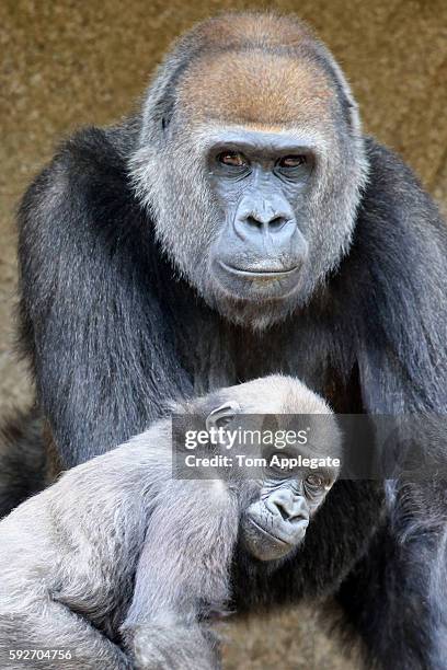 baby gorilla - baby monkey stock-fotos und bilder