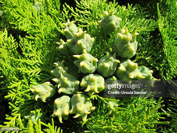 thuja occidentalis smaragd with cones - fellbach bildbanksfoton och bilder