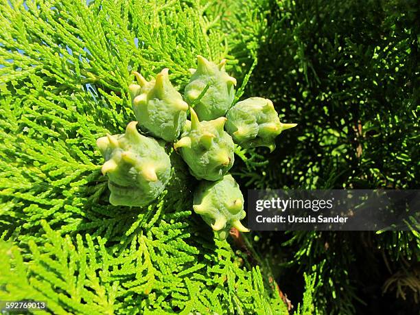 thuja occidentalis smaragd with cones - fellbach bildbanksfoton och bilder