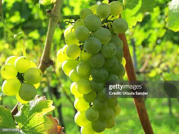 white grape in vineyard - fellbach bildbanksfoton och bilder