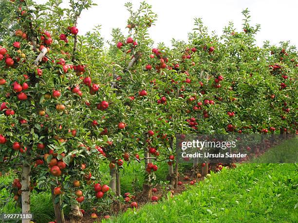 red apple trees in row - apple tree stock pictures, royalty-free photos & images