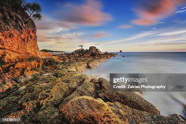 bonsai tree during sunset at labuan sabah - labuan malaysia stock pictures, royalty-free photos & images