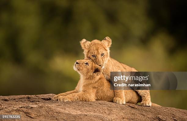 lion cubs - lion cub stockfoto's en -beelden