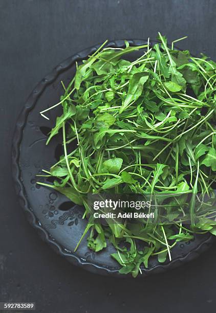 arugula - rucola stock-fotos und bilder