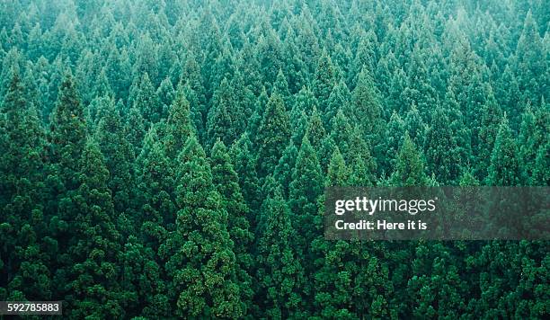 green - bosque fotografías e imágenes de stock