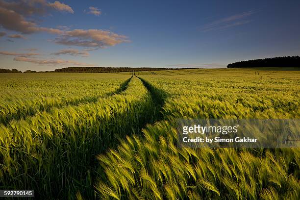 blanket of barley - swaying stock pictures, royalty-free photos & images
