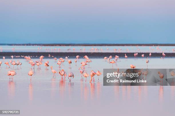 european flamingo at dawn - camargue photos et images de collection