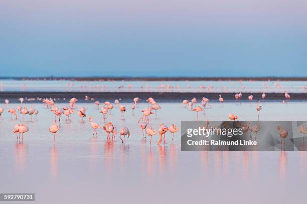 european flamingo at dawn - greater flamingo stock pictures, royalty-free photos & images