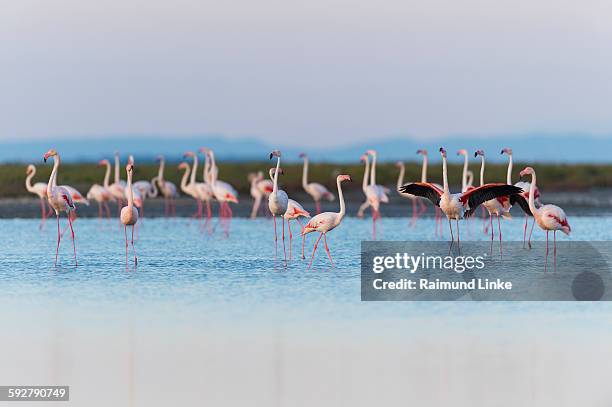 european flamingo - greater flamingo stock pictures, royalty-free photos & images