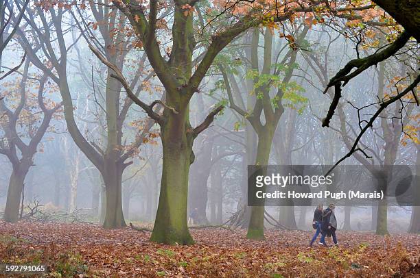 two strutt in the misty woods - london winter stock pictures, royalty-free photos & images