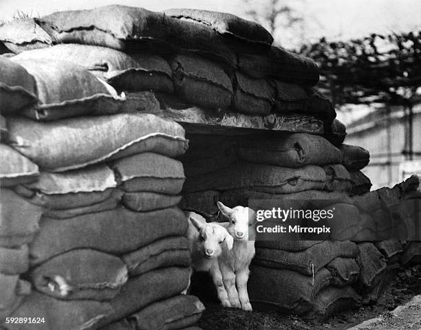 Kids at London Zoo protected by sandbags during World war two. March 1941