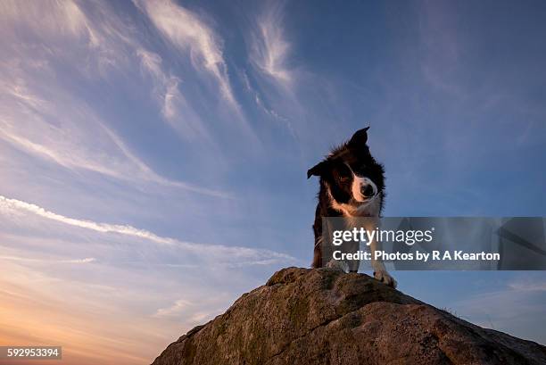 border collie looking down from a rock at sunset - baslow stock pictures, royalty-free photos & images