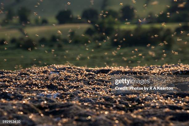 mass of flying ants on rocks at dusk - swarm of insects stock pictures, royalty-free photos & images