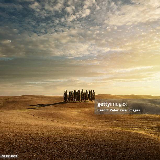 cypress trees in tuscany - tuscany sunset stock pictures, royalty-free photos & images