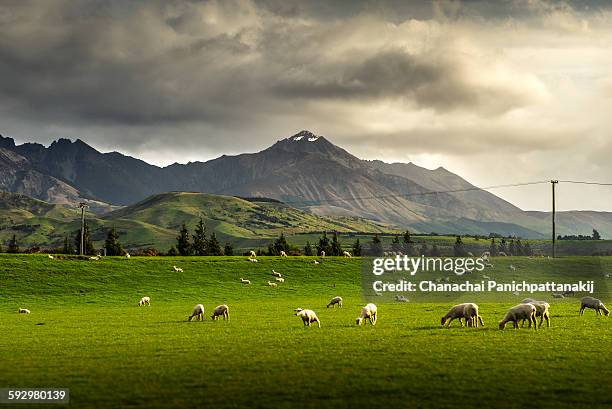 pure nature sheep farmland - new zealand and farm or rural stock pictures, royalty-free photos & images