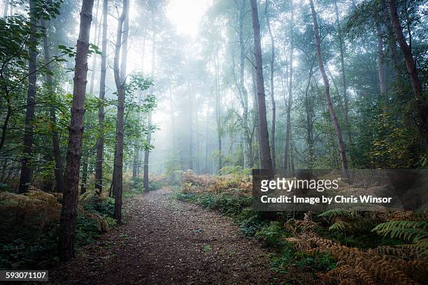 misty forest walk - bosque fotografías e imágenes de stock