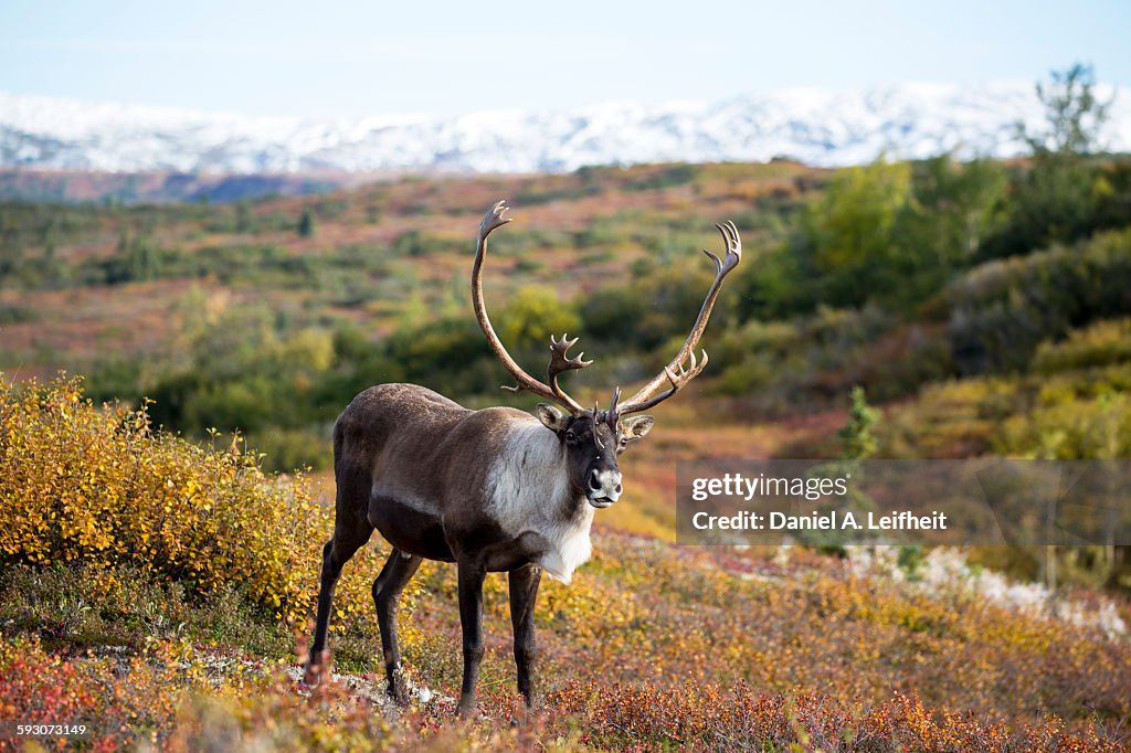 Caribou in Fall