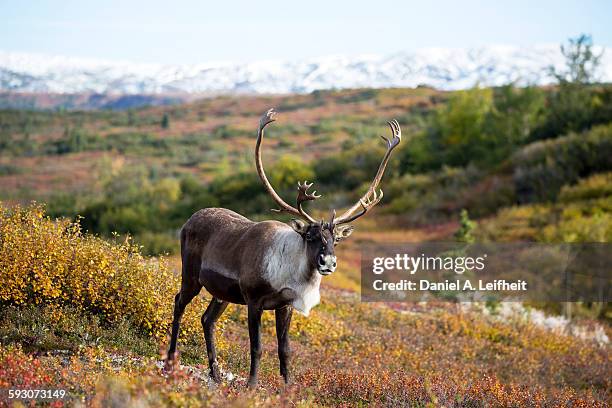 caribou in fall - denali nationalpark stock-fotos und bilder