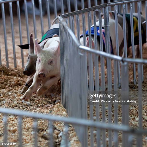 Pig Racing With Riders Gordon Racing Photos and Premium High Res Pictures - Getty Images