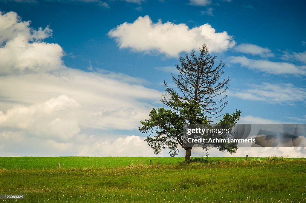 Last Tree Standing