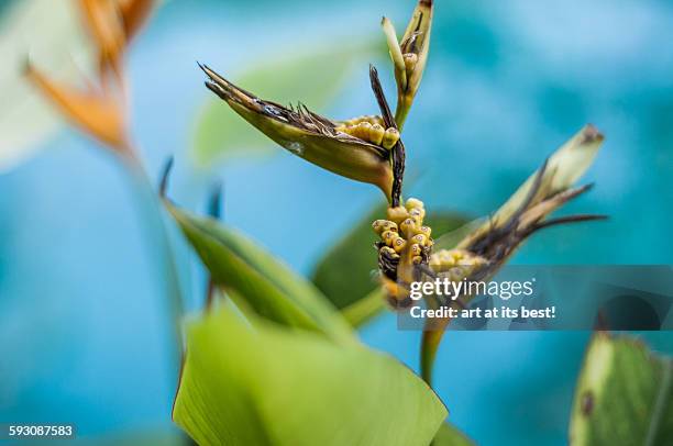crane flower - paradisaeidae stock pictures, royalty-free photos & images