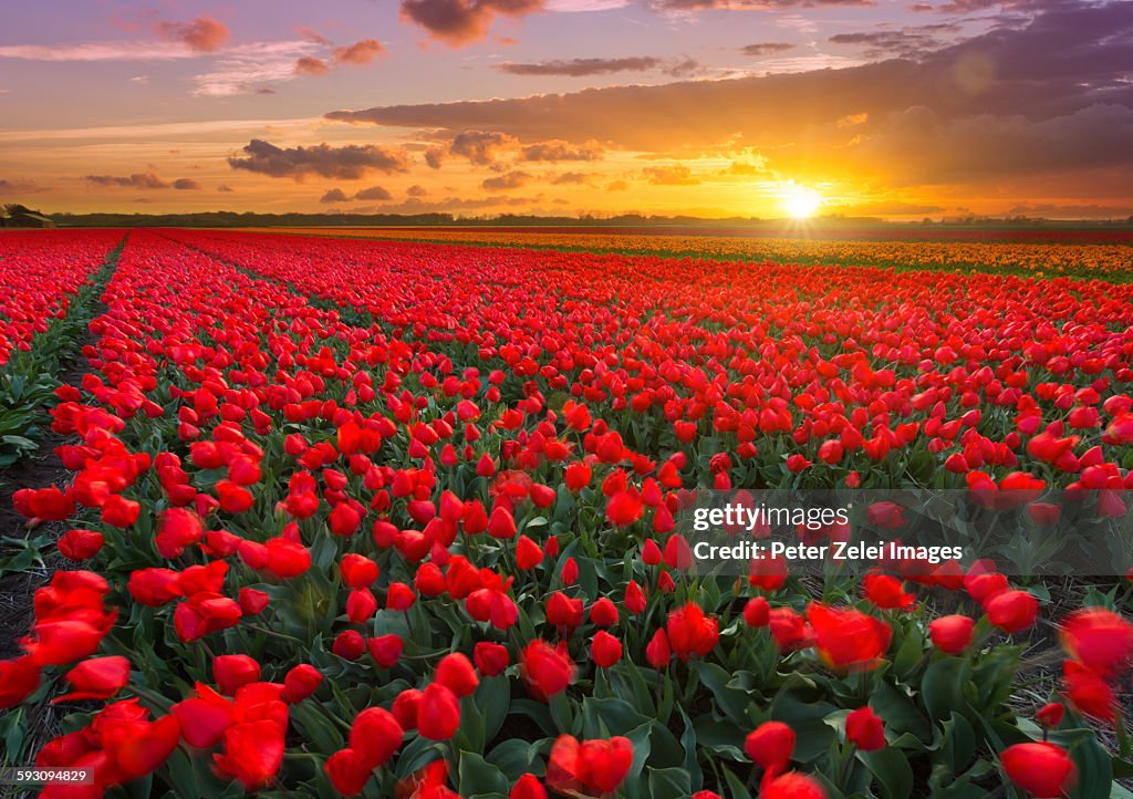 Tulip fields at sunset in the Netherlands