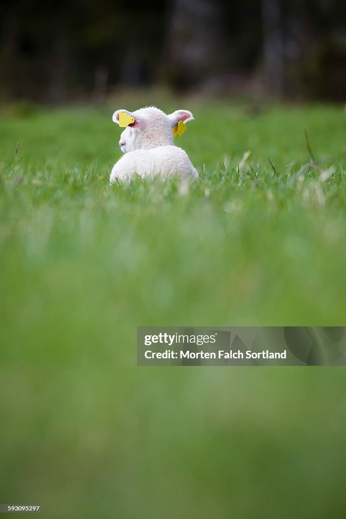 Baby sheep in a grassy area