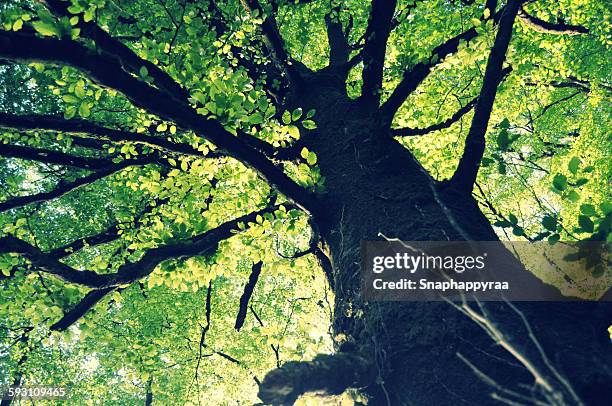natures beauty - old growth forest stock pictures, royalty-free photos & images