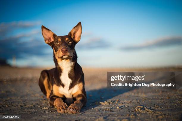 a kelpie lying down on a beach - australian kelpie 個照片及圖片檔