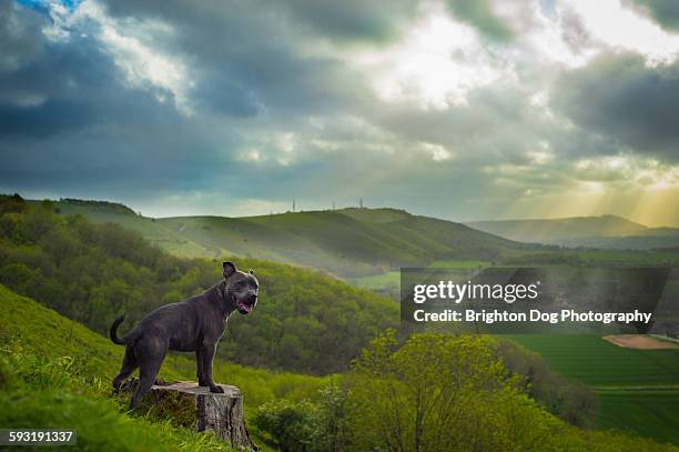 a stafford bull terrier enjoying a beautiful view - stafford terrier stock pictures, royalty-free photos & images