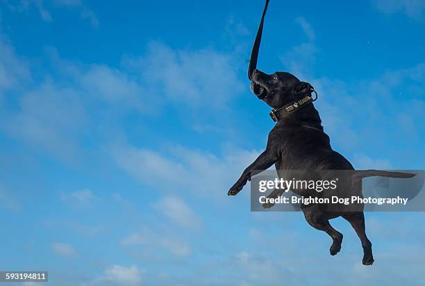 a jumping stafford bull terrier - stafford terrier stock pictures, royalty-free photos & images