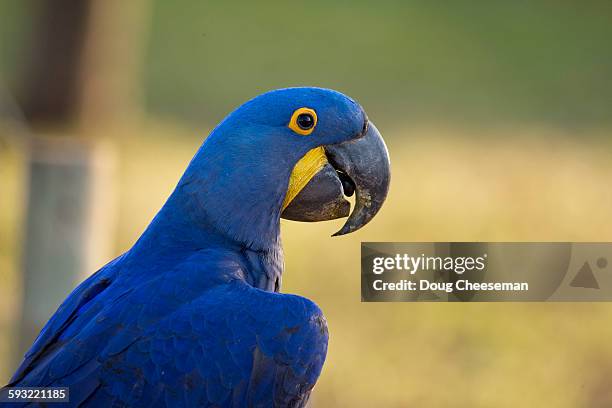 hyacinth macaws - hyacinth macaw stock pictures, royalty-free photos & images