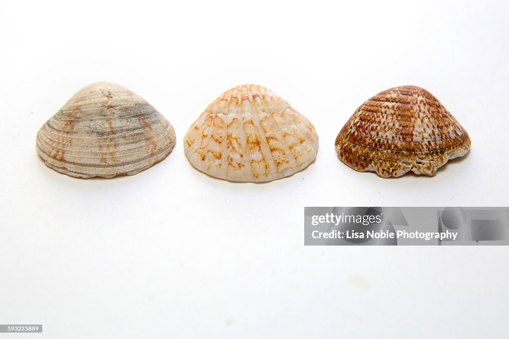 Three sea shells in a row on white background