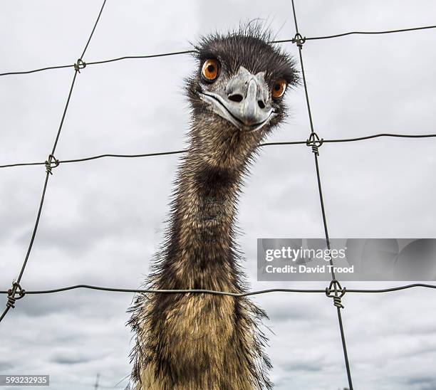 australian emu (dromaius novaehollandiae) - émeu photos et images de collection