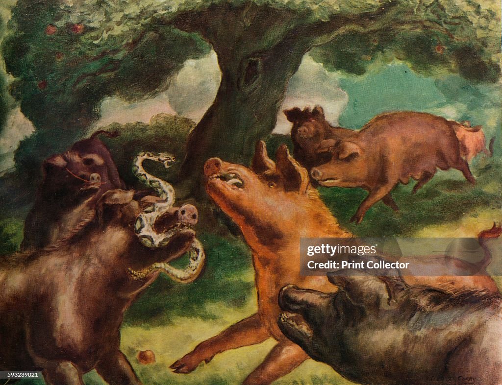 Hogs Killing a Rattlesnake 1930