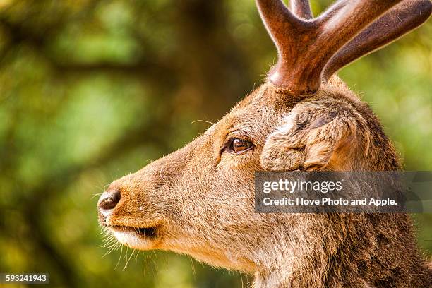 face of japan deer - sika deer stock pictures, royalty-free photos & images