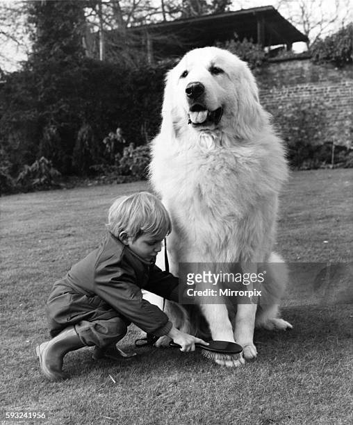 It was the ideal relaxation for Bergerie Knur, a Pyrenean mountain dog of imposing stature. The gentle grooming by little Simon Prince helped to...