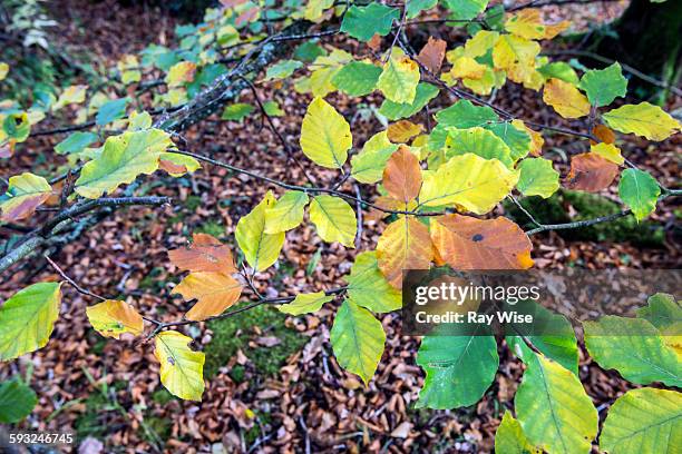 beech tree leaves from above - llanfairpwllgwyngyllgogerychwyrndrobwllllantysiliogogogoch stock pictures, royalty-free photos & images