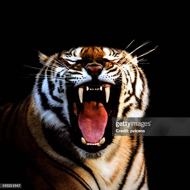 tiger - tiger teeth stock pictures, royalty-free photos & images