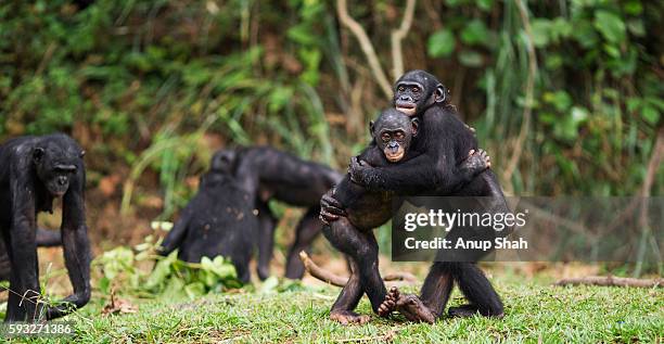 bonobos embracing - chimpanzé photos et images de collection