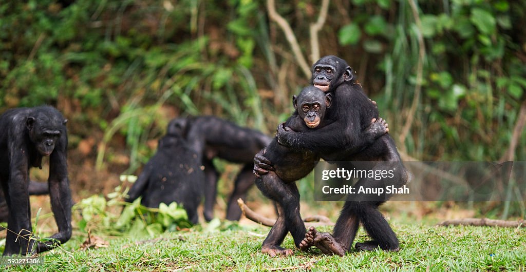 Bonobos embracing