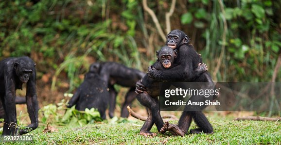 Bonobos embracing Bonobos embracing