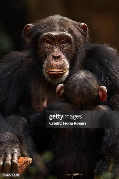 western chimpanzee female 'fanle' aged 13 years with suckling infant male 'flanle' aged 3 years - western chimpanzee stock pictures, royalty-free photos & images