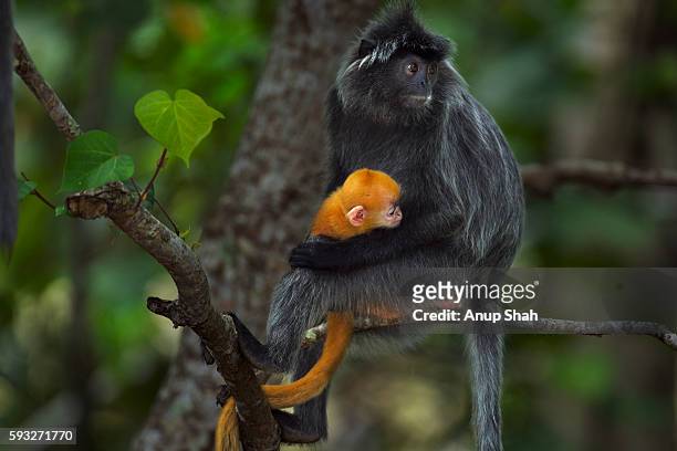 silvered or silver-leaf langur female sitting in a tree with her baby aged 1-2 weeks - silvered leaf monkey fotografías e imágenes de stock