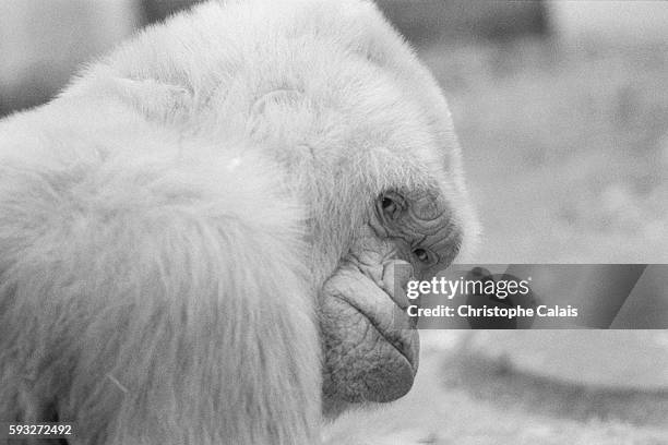 Barcelona Zoo. Copito de Nieve is the only albino gorilla recorded on the planet. She died in 2003. | Location: Barcelona, Spain.
