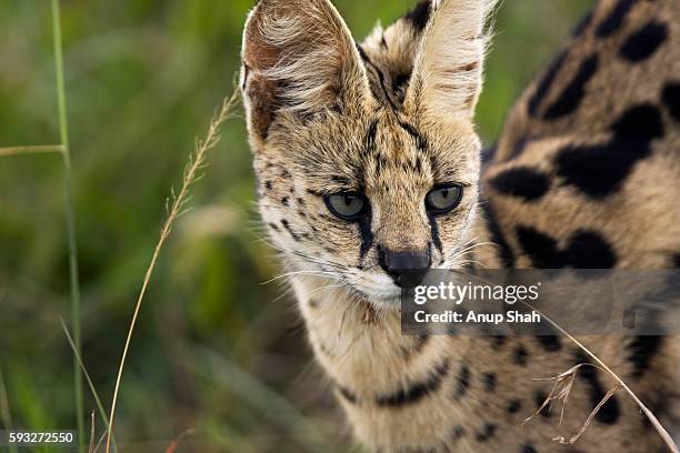 serval female head portrait - serval stockfoto's en -beelden