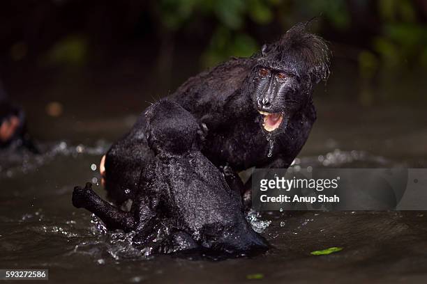 black crested or celebes crested macaques playing in the river - macaque fight stock-fotos und bilder