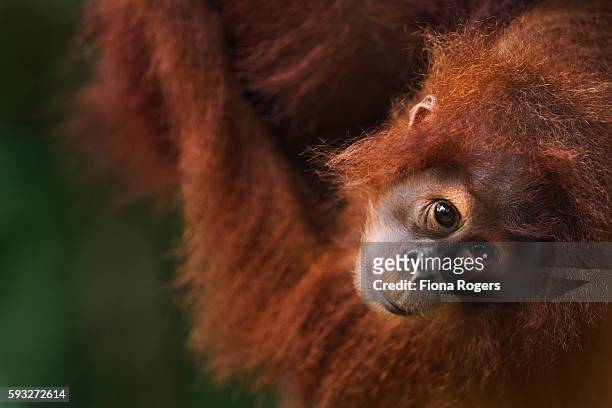 sumatran orangutan female baby 'sandri' aged 1-2 years portrait - baby orangutan stock pictures, royalty-free photos & images