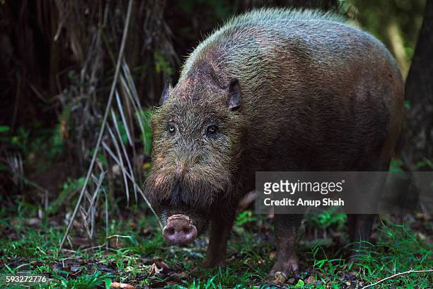 bearded pig foraging on the forest floor - bearded pig stock-fotos und bilder